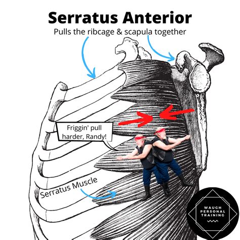 Winged Scapula Serratus Anterior