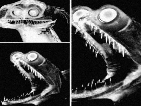 Dark Sea 的图像结果