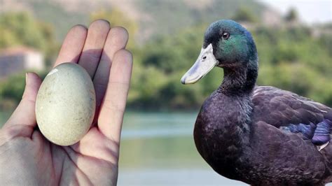 Cayuga Duck Male and Female: Size, Color, Eggs, & Facts