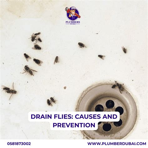 Drain Flies: Causes and Prevention - 0581873002 - Plumber Dubai