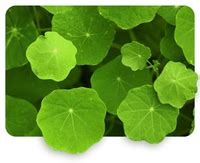 Cica + Niacinamide Matte Sunscreen SPF 50+ PA++++