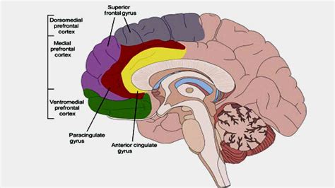 Brain Prefrontal Cortex 的图像结果
