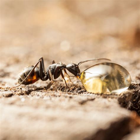 Biggest ant in the world