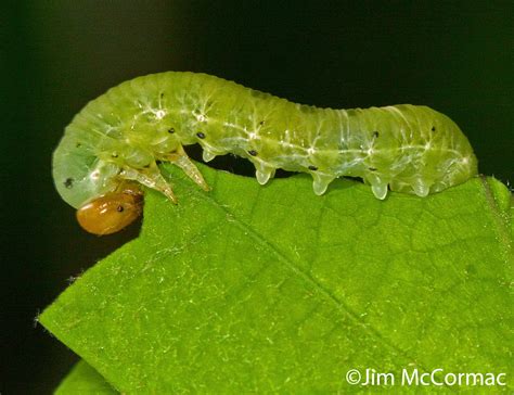 Spring Azure Caterpillar