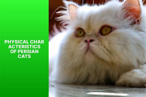Discover the Distinctive Appearance of Persian Cats: What Do Persian Cats Look Like? - All about ...