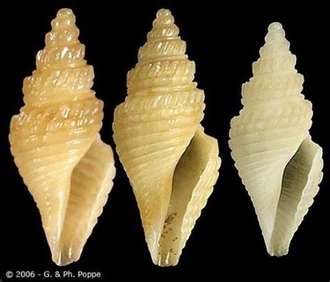 Image result for Shell Fossils Identification