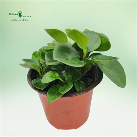 Green Money Plant