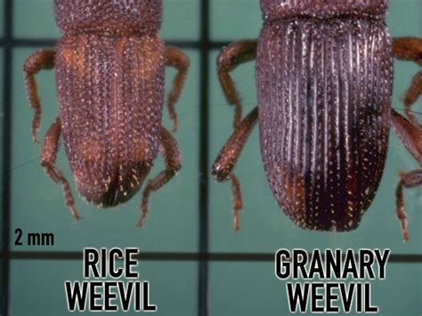 Rice Weevil 的图像结果