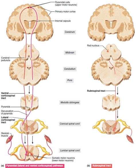 Image result for Upper Motor Neuron Function