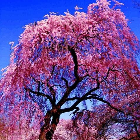 GARTEN Japanischer Weeping Sakura Kirschblütenbaum Kältebeständig ...