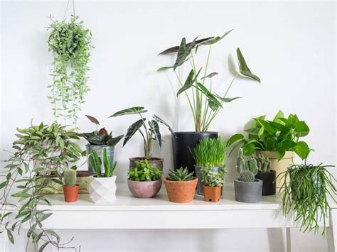 Top 10 Plants To Adorn Your Bedroom | Nurserylive