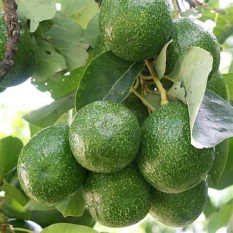 Avocado - Choquatte - Hybrid Fruit Plant – M-Tech Gardens
