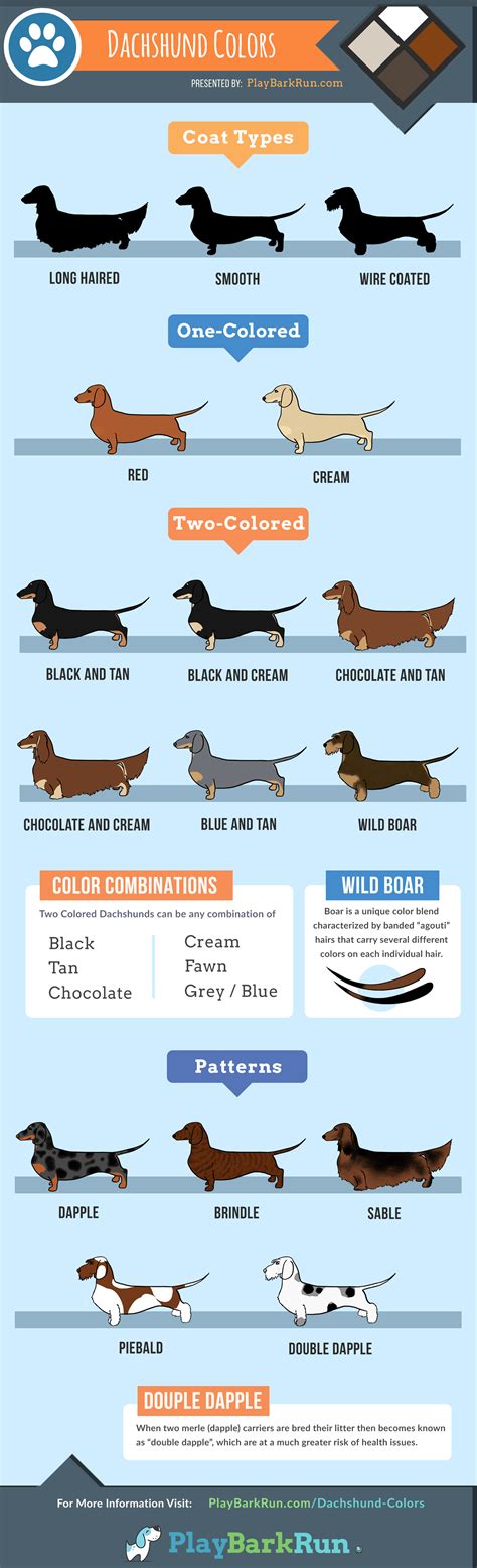 Dachshund Color Chart