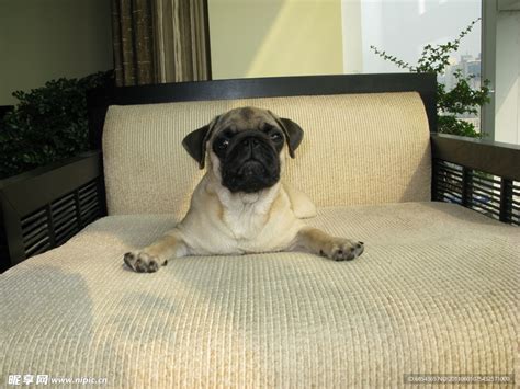 纯种巴哥 宠物巴哥犬 哈巴狗狗出售 视频 支付宝 宝贝它 巴哥犬 /编号10110002 - 宝贝它