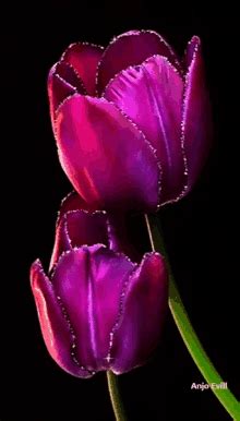 Image result for Tulips Flower Using Python