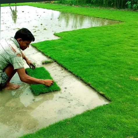 Natural Agrocare Imported Mexican Lawn Grass Seeds for garden, lawn ...