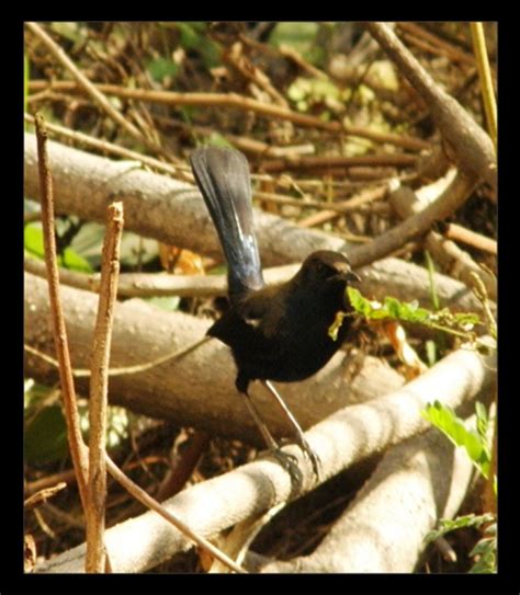 CSIR-NEERI Biodiversity Portal