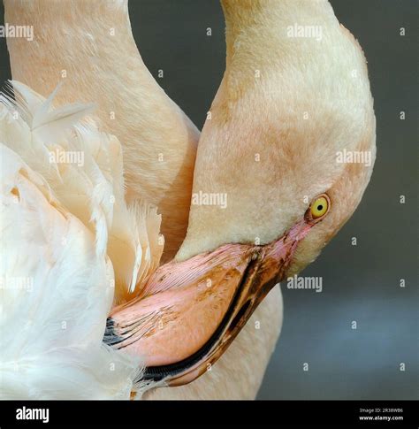 The pink or reddish color of flamingos comes from carotenoids in their ...
