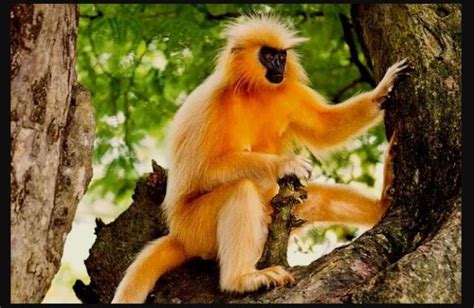 Golden Langur Becomes Extinct In Guwahati’s Umananda As The Last One Dies