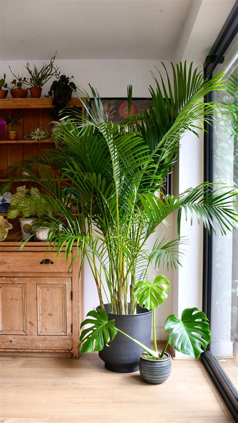 Areca Palm Indoor Tree Plants Areca Palm | Dypsis Lutescens