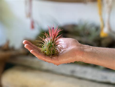 How to Properly Water Air Plants 的图像结果