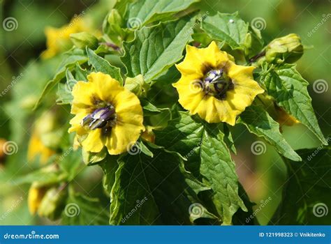 Cape Gooseberry Physalis Peruviana Stock Image - Image of blue, dessert ...