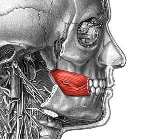 Image result for Masseter Muscle Trigger Point