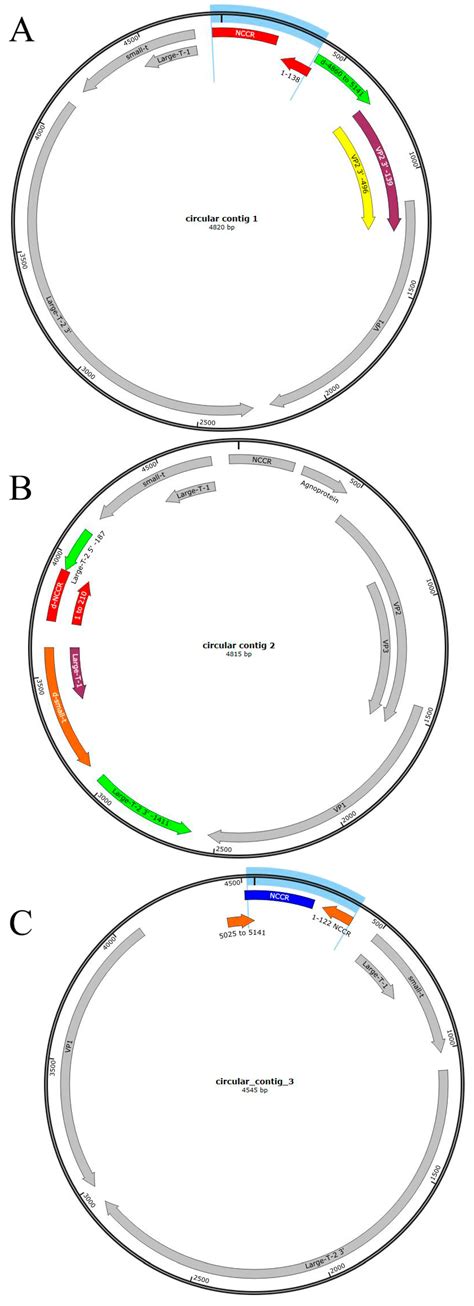 Establishment of a Stable BK Polyomavirus-Secreting Cell Line ...