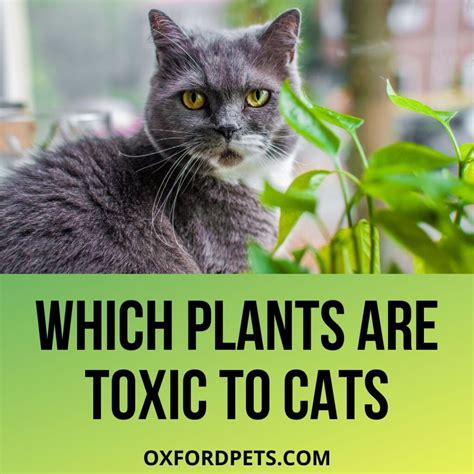 Is European Cypress Toxic To Cats at Humberto Watts blog