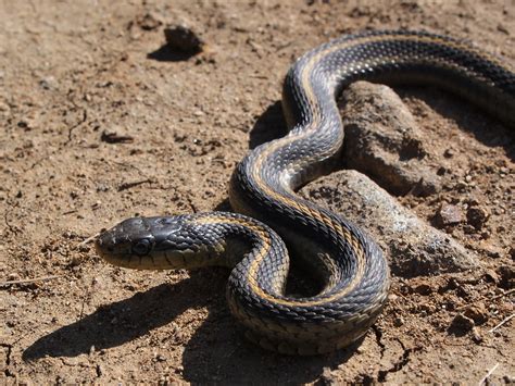 Snake Game Using Python 的图像结果