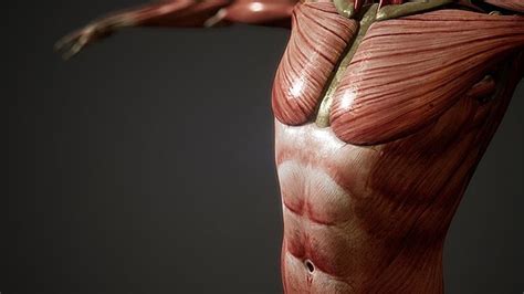 Animated Human Body 的图像结果
