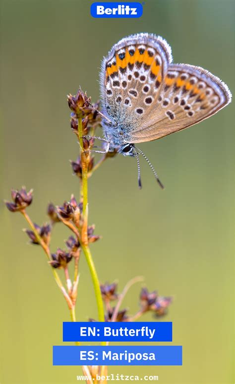 Informacion De La Mariposa En Ingles | Mariposa Monarca