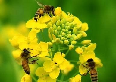 梦见蜜蜂在自己身上 梦见蜜蜂在自己身上 是什么意思_知秀网