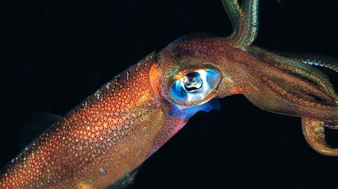 Humans have only seen 0.001 percent of the ocean floor | Popular Science