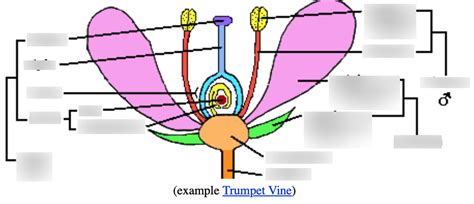 Flower Structure 的图像结果