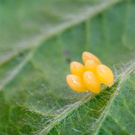 Ladybug Season 2 的图像结果