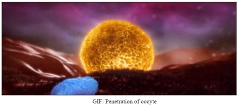 Image result for Fertilisation Types