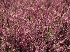 calluna vulgaris sorten besenheide sommerheide marlies calluna vulgaris calluna vulgaris sorten besenheide sommerheide marlies calluna vulgaris
