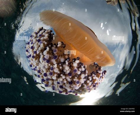 Mediterranean Fried Egg Jellyfish - Cotylorhiza tuberculata Stock Photo ...