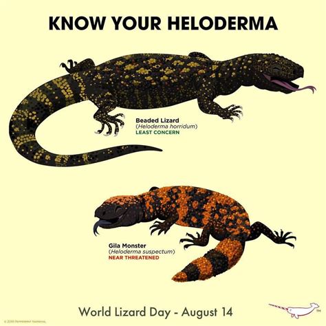 Know Your Heloderma Beaded Lizard and Gila Monster