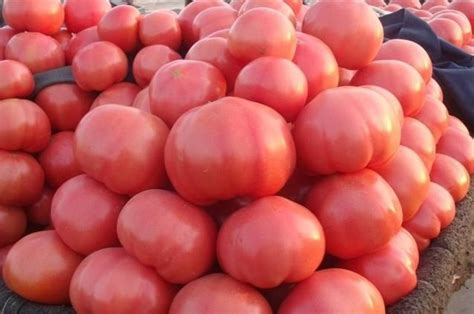 阳台种西红柿什么时候掐尖 盆栽西红柿在什么时候掐尖最佳_知秀网