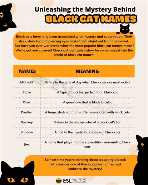 Black Cat Names: Unique and Creative Ideas for Naming Your Feline ...