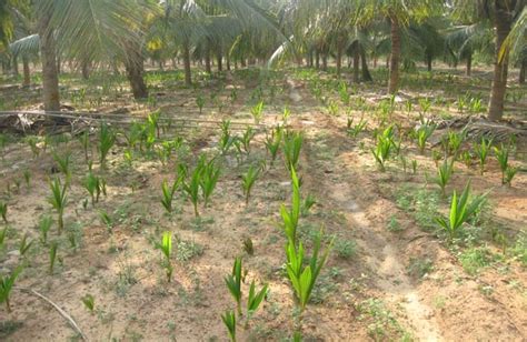 Coconut Development Board