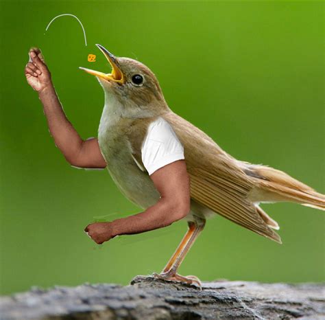 First Birds On Earth Cretaceous Antarctic Bird Skull Elucidates Early