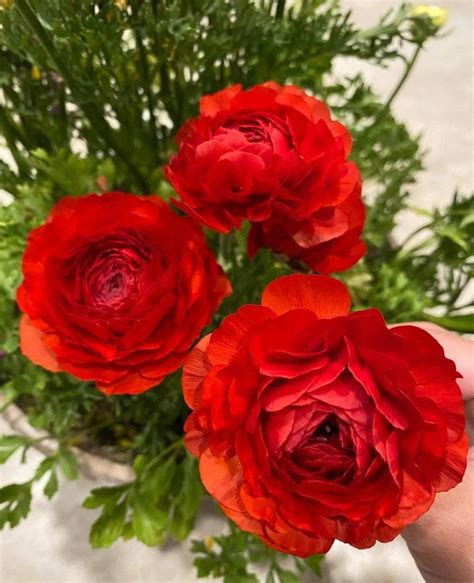 ranunculus - iNEWS