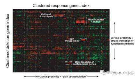 Microarray Machine 的图像结果