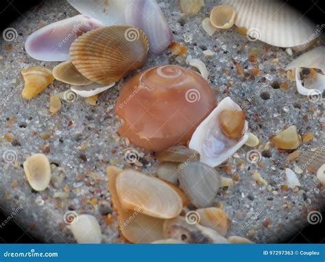 Image result for Amazing Shells