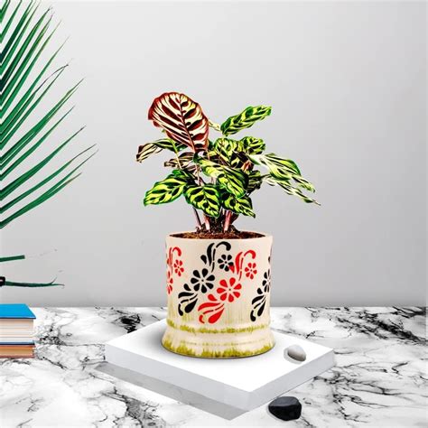 SHAVI DE Siya Ceramic Planter, Ceramic Planter, Ceramic Pot for Plants ...