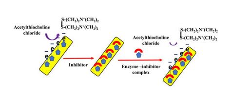 An Acetylcholinesterase Inhibition-Based Biosensor for Aflatoxin B1 ...