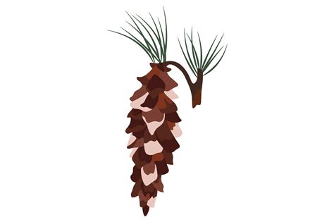 Maine State Flower - Pinus Strobus SVG Cut file by Creative Fabrica ...